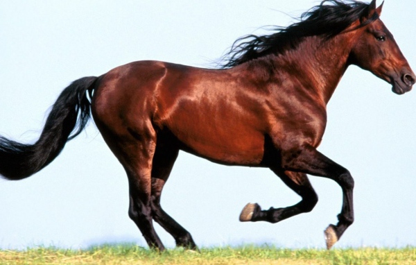 Конь бежит галопом