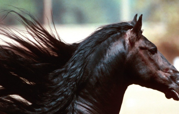 Красивый конь