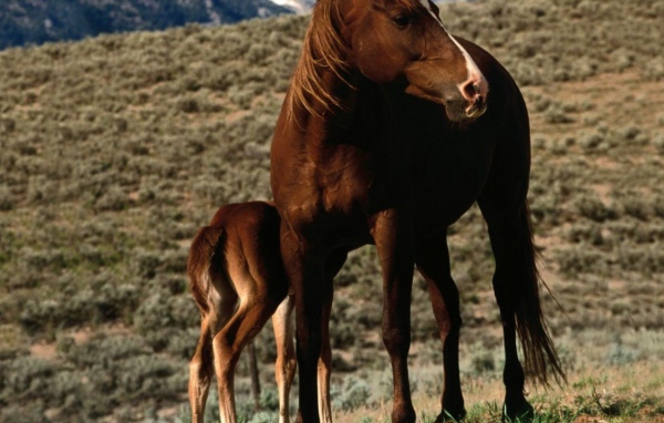 Лошадь и пони