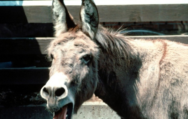 Смешная лошадь