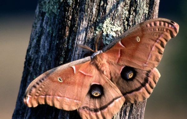 Бабочка хамелеон