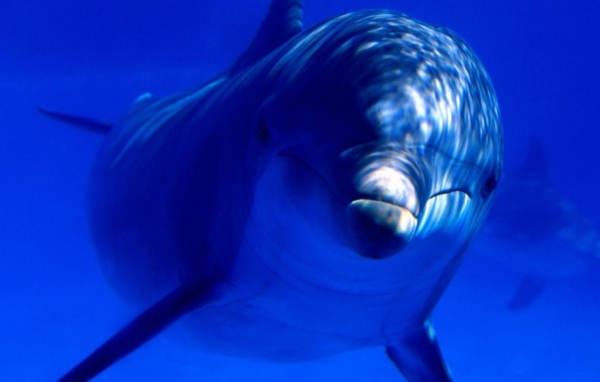 Дельфин в океане