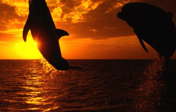 Дельфины на закате