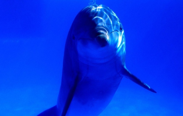 Дельфинчик