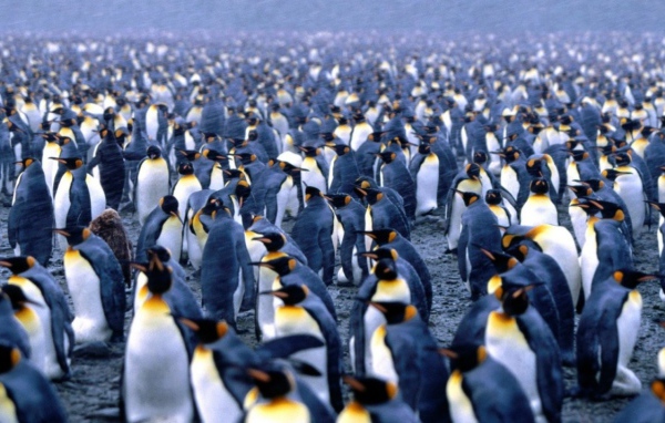 Стая пингвинов