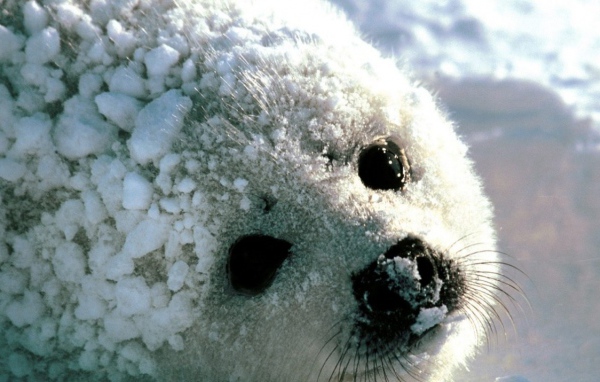 Детеныш моржа