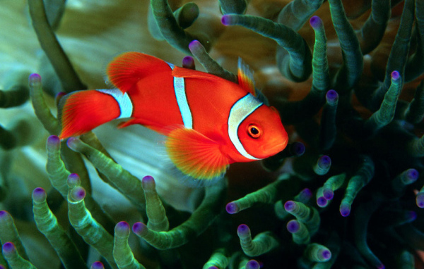 Красивая рыба