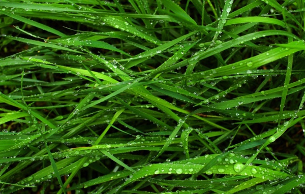 Вечно зеленая