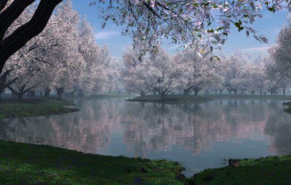 Цветущая сакура