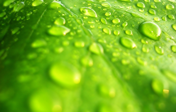 Windows Vista - обои на рабочий стол