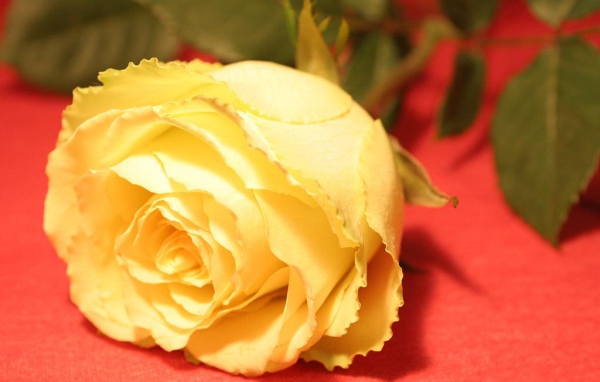 Цветок на 8 марта