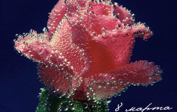 Цветок в подарок женщине