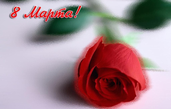 Красная роза