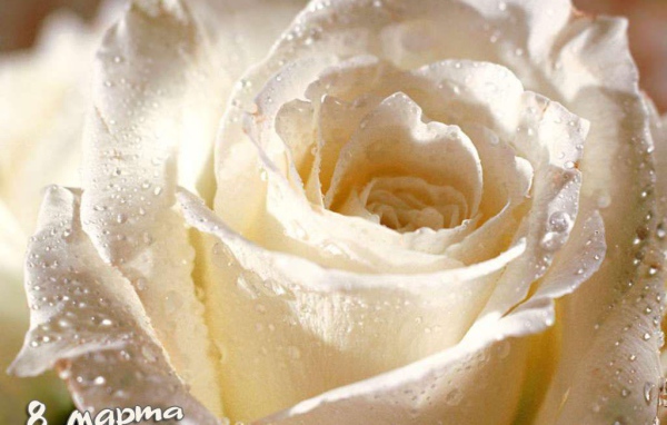 Роза 8 Марта