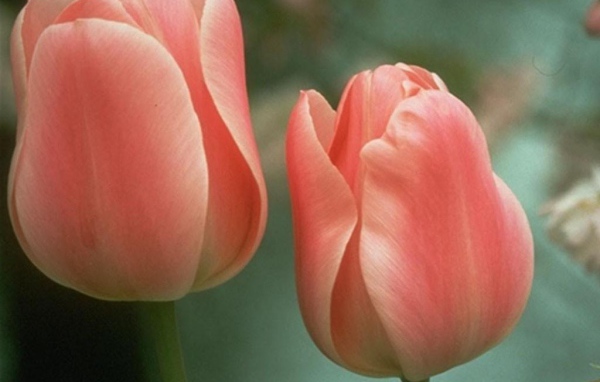 Два цветочка