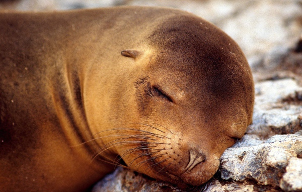 Морской котик