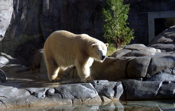 Большой Белый Медведь
