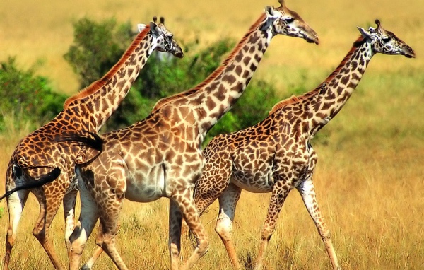 Трио жирафов