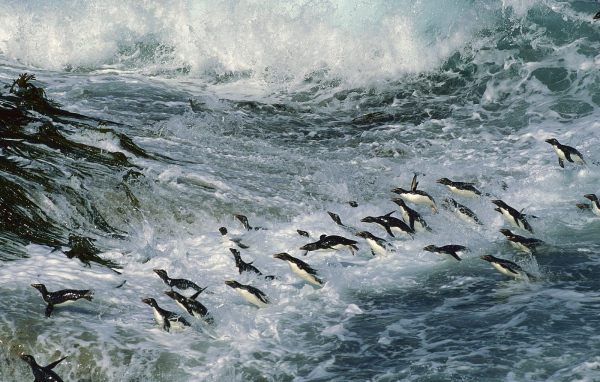 Множество пингвинов