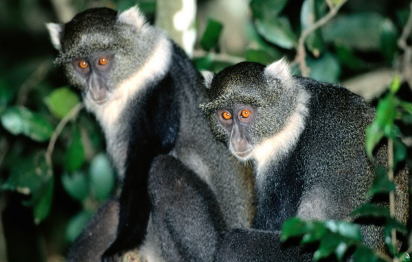 Обезьянки с яркими глазами