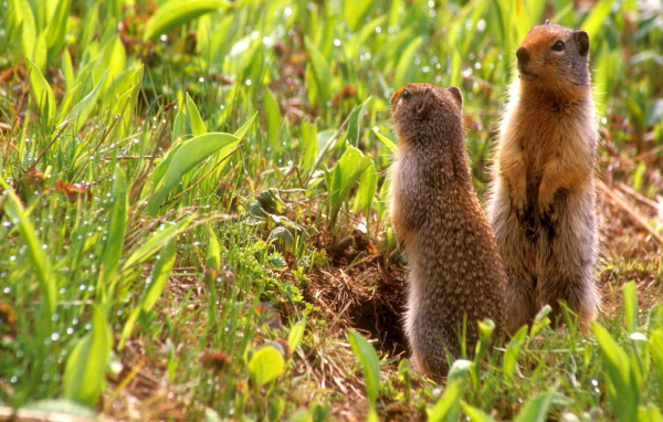 Зверьки на задних лапах