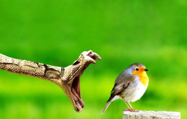 Птичку жалко