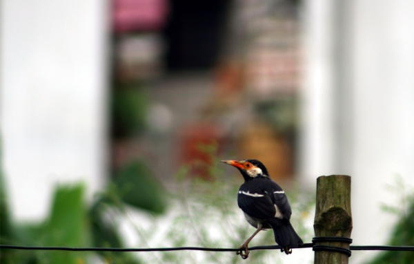 Птичка на проводе