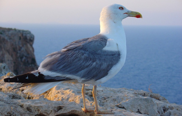 Птица на побережье