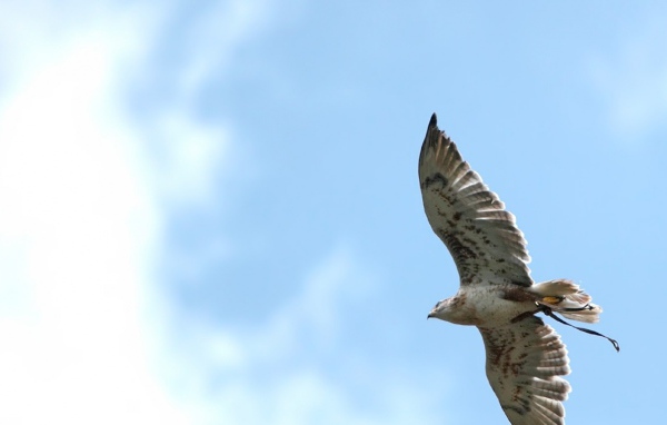 Ястреб в небе