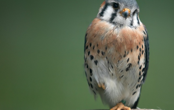 Маленький ястреб на ветке