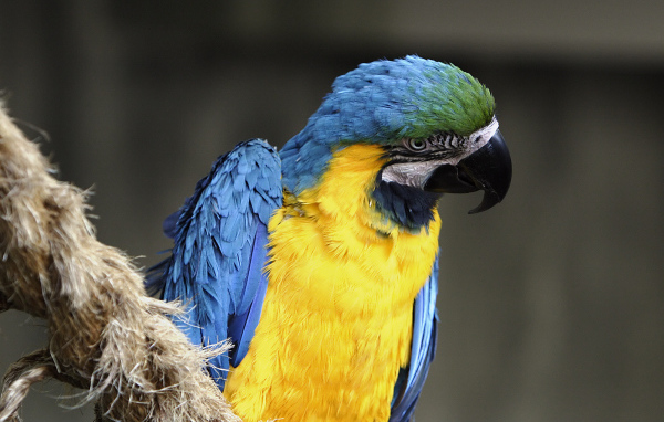 Норвежский голубой попугай