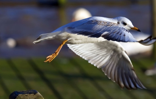 Взлет чайки