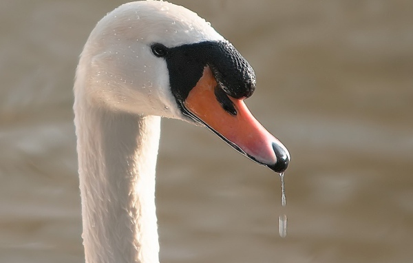 Лебедь в воде