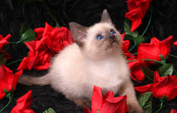 Котенок в розах