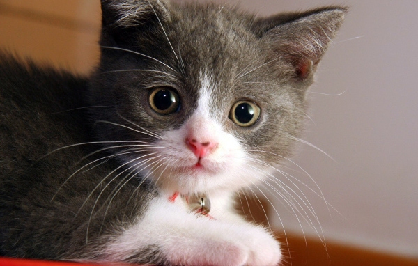 Маленький котенок