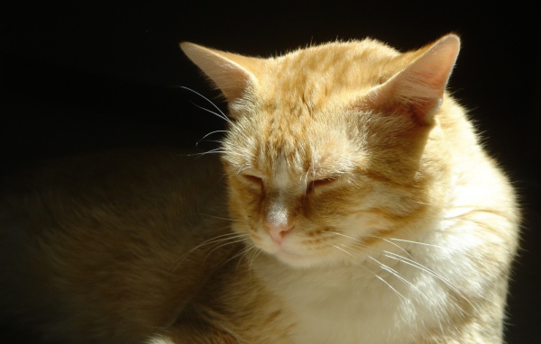 Нежные чувства