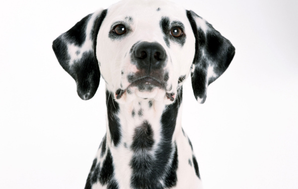 Мордочка далматинца
