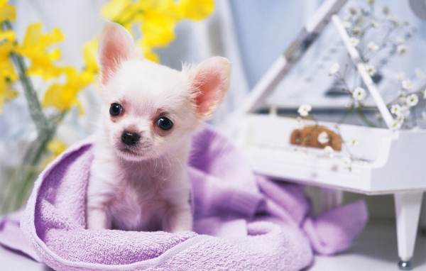 Собачка ростом с игрушку