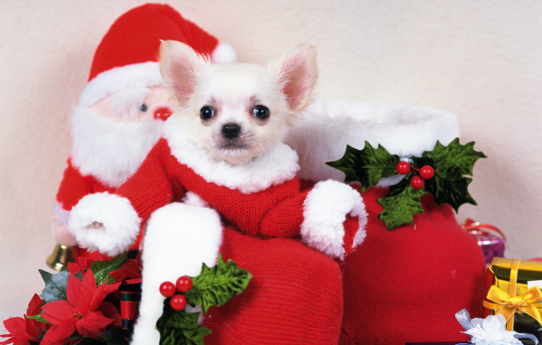 Щенок Санта Клаус