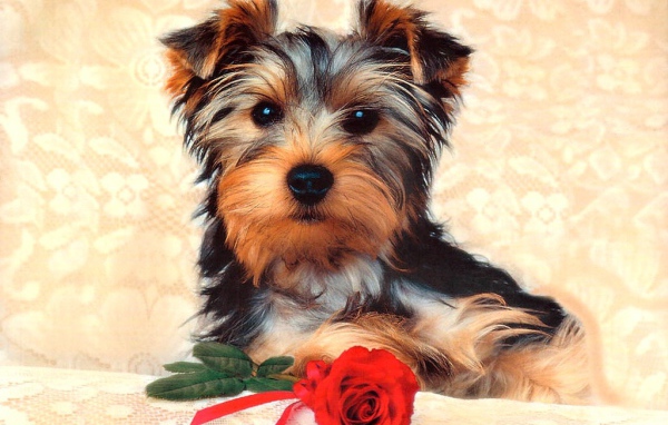 Симпатичная собачка