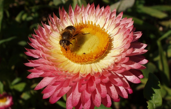 Пчелка и цветок