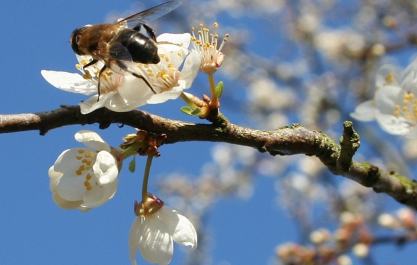 Пчела весной