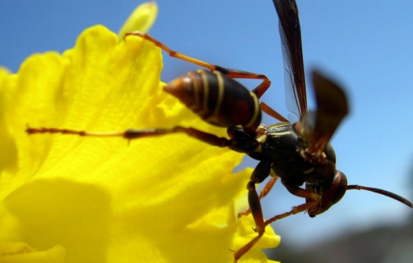Пчела на желтом цветке