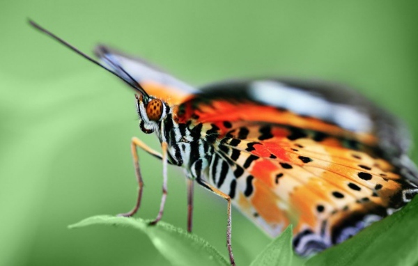 Бабочка на зеленом