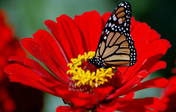 Бабочка на красном цветке