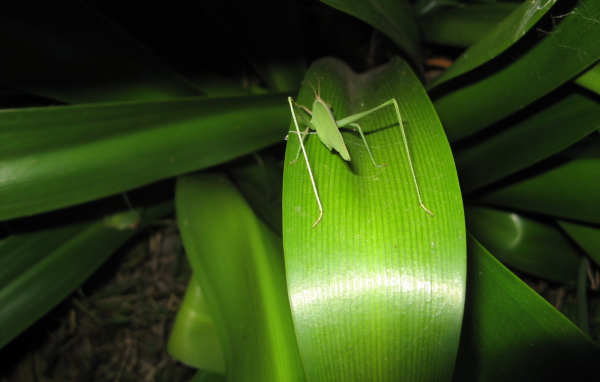 Зеленый кузнечик