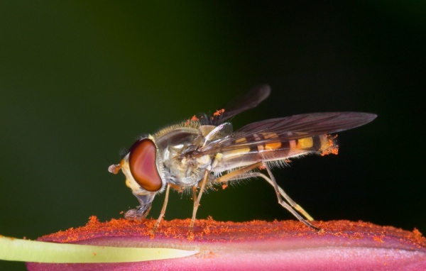 Насекомое на цветке