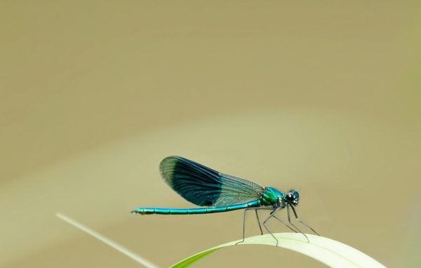 Маленькая голубая стрекоза