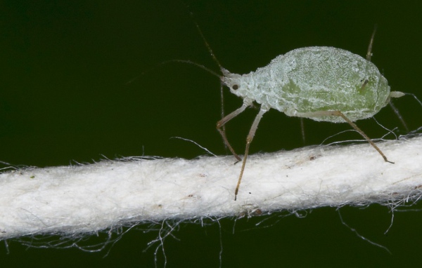 Микроскопический жучек