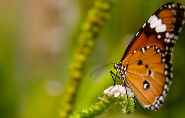 Оранжевая бабочка